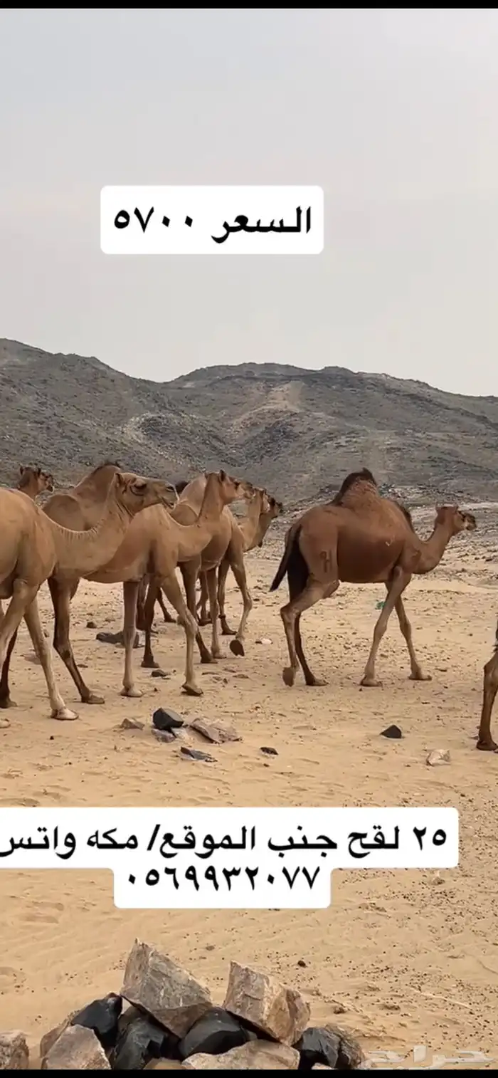 ابل نياق سواحل(( تم البيع )) 13