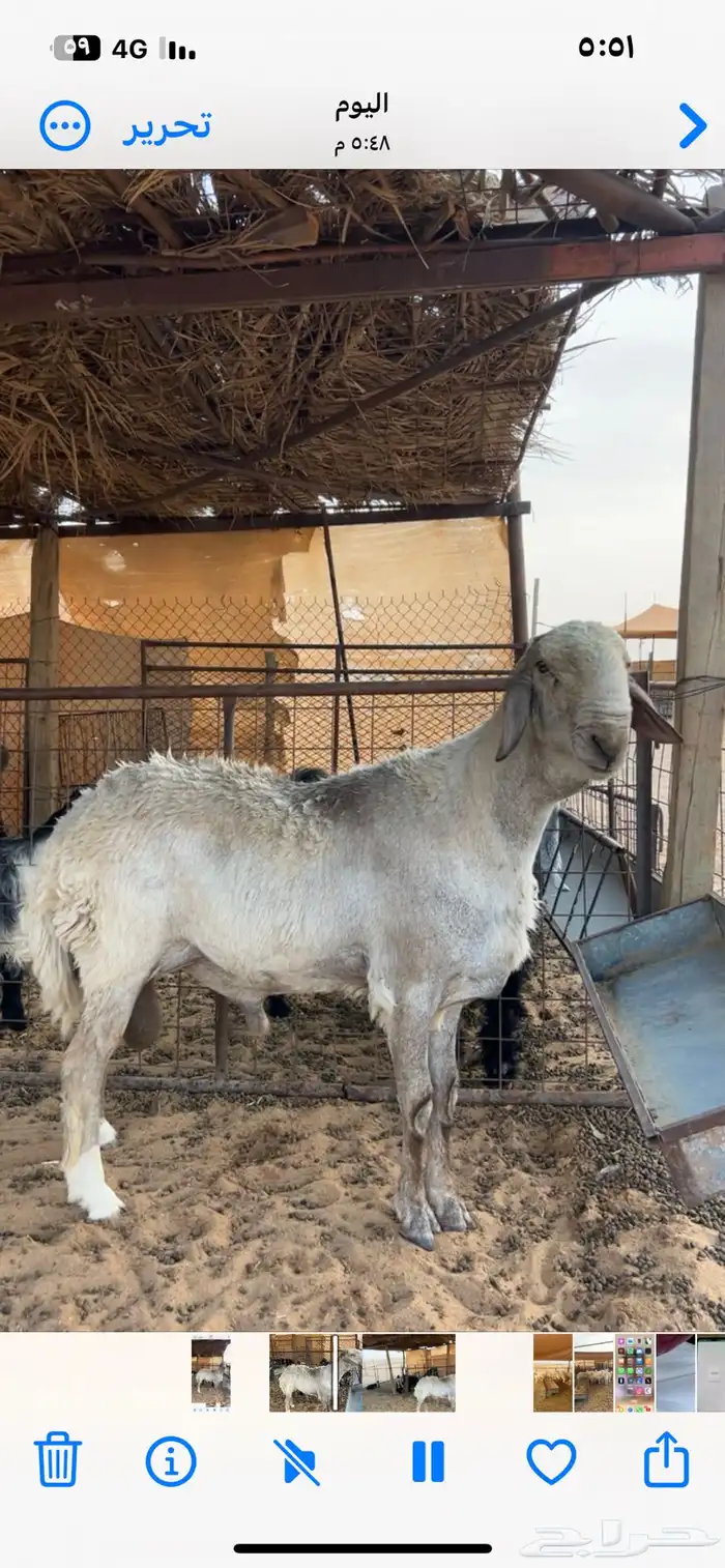 فحل هجين حري وسواكني 9