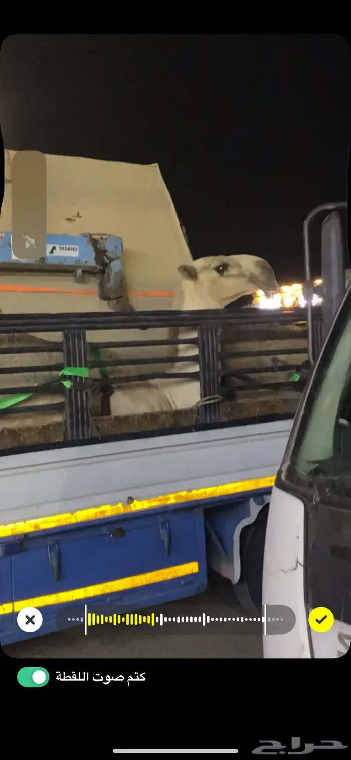 دينا كرين نقل توصيل ابل 0