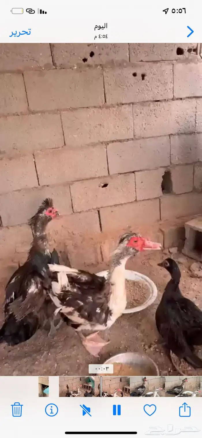 طبرجل 0