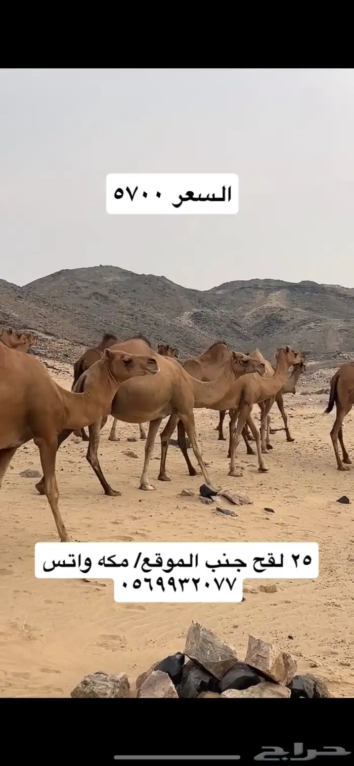 ابل نياق سواحل(( تم البيع )) 12