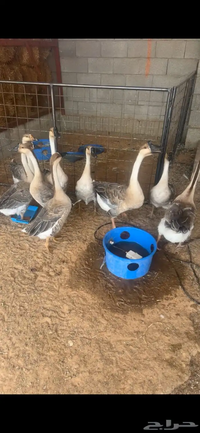 وز عراقي بطي 0