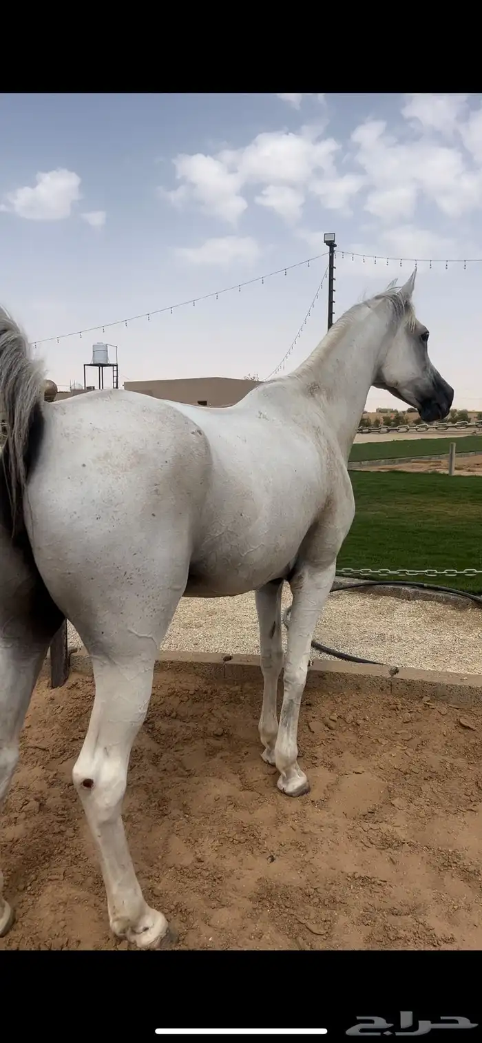 فرس شعبية 0