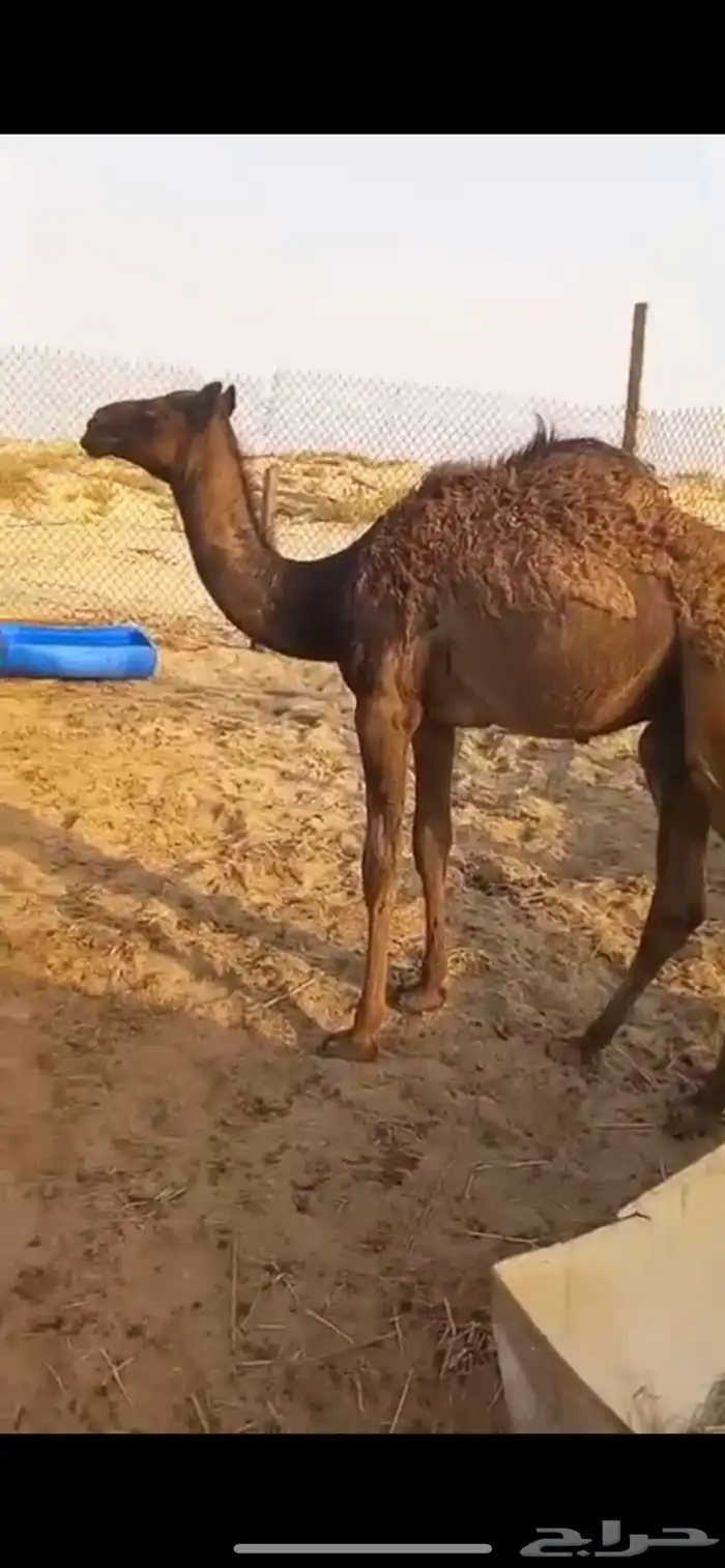 ابل 1