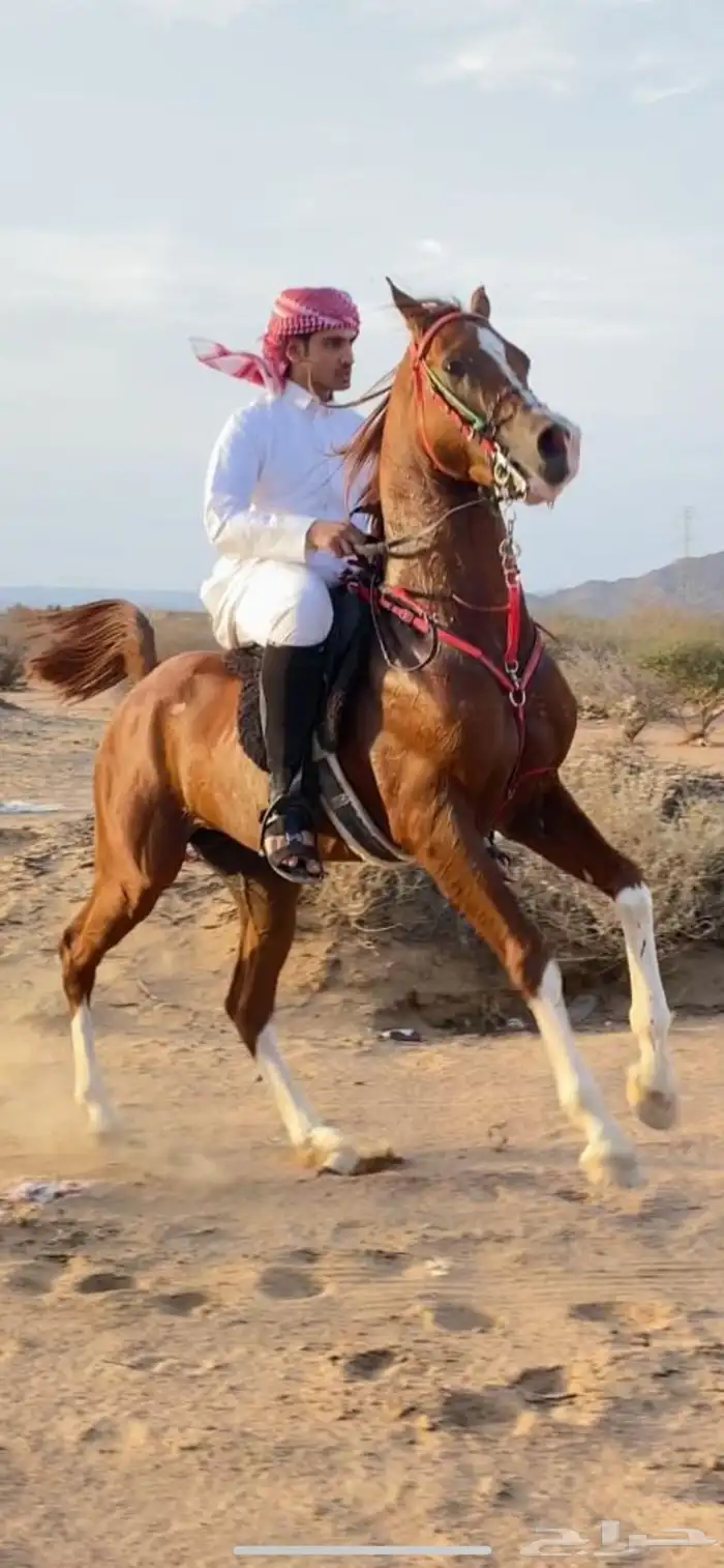 حصان واهو محجل اربع 1