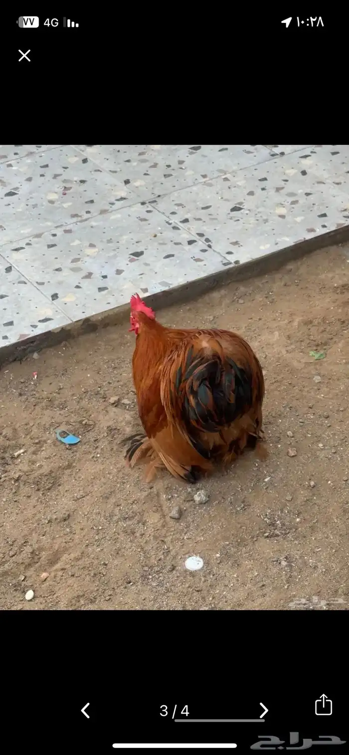 دجاج كوشن 2