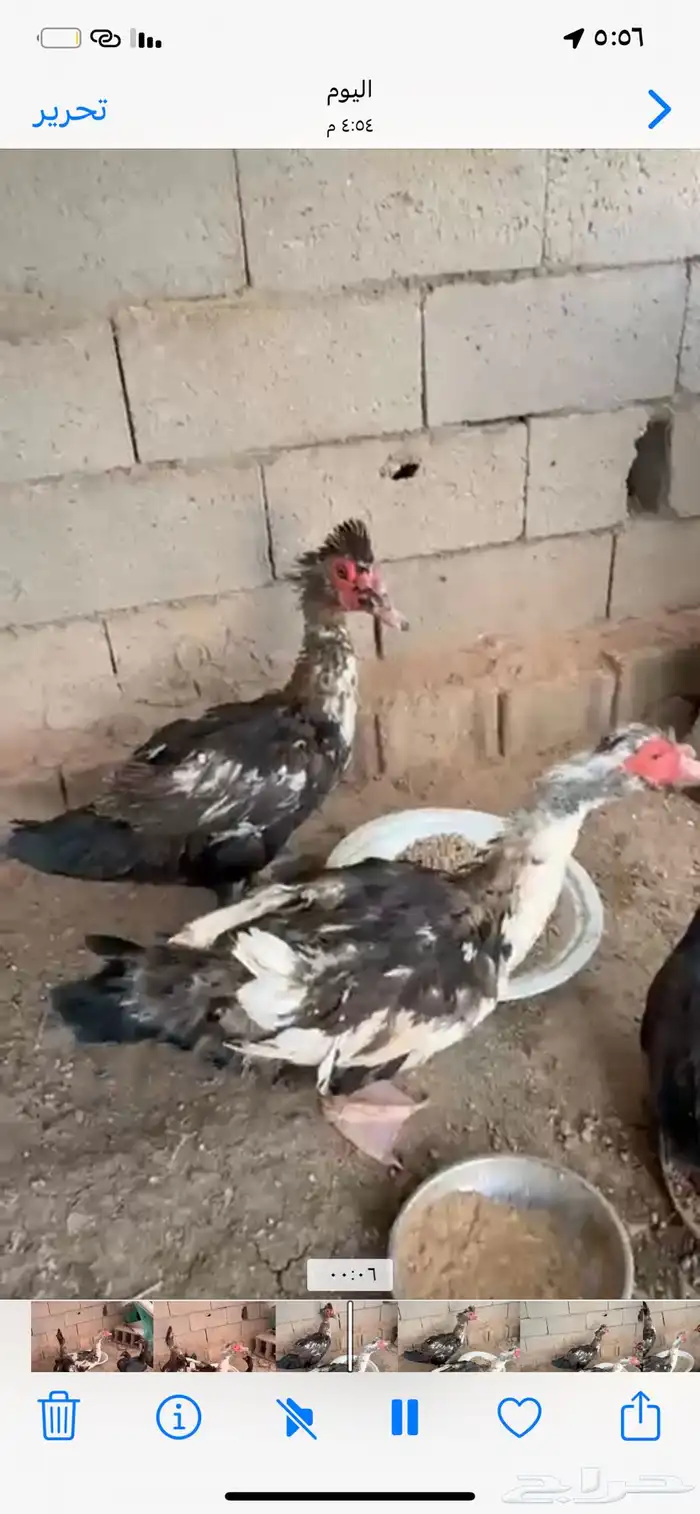 طبرجل 1