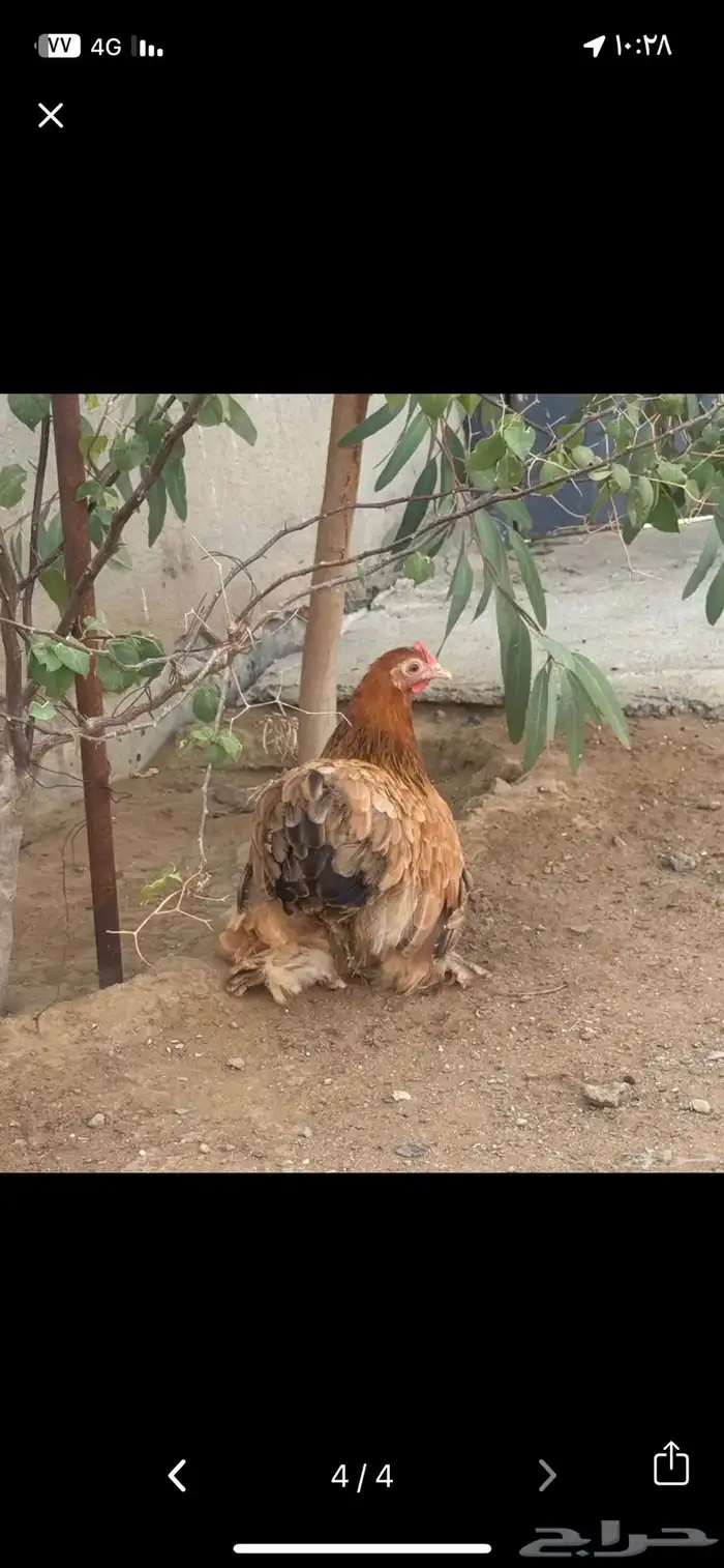 دجاج كوشن 3
