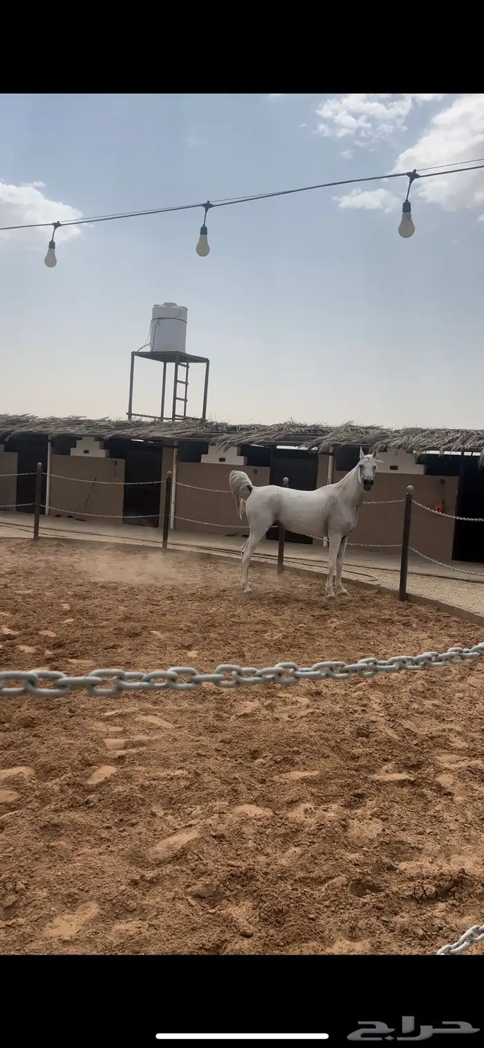 فرس شعبية 1