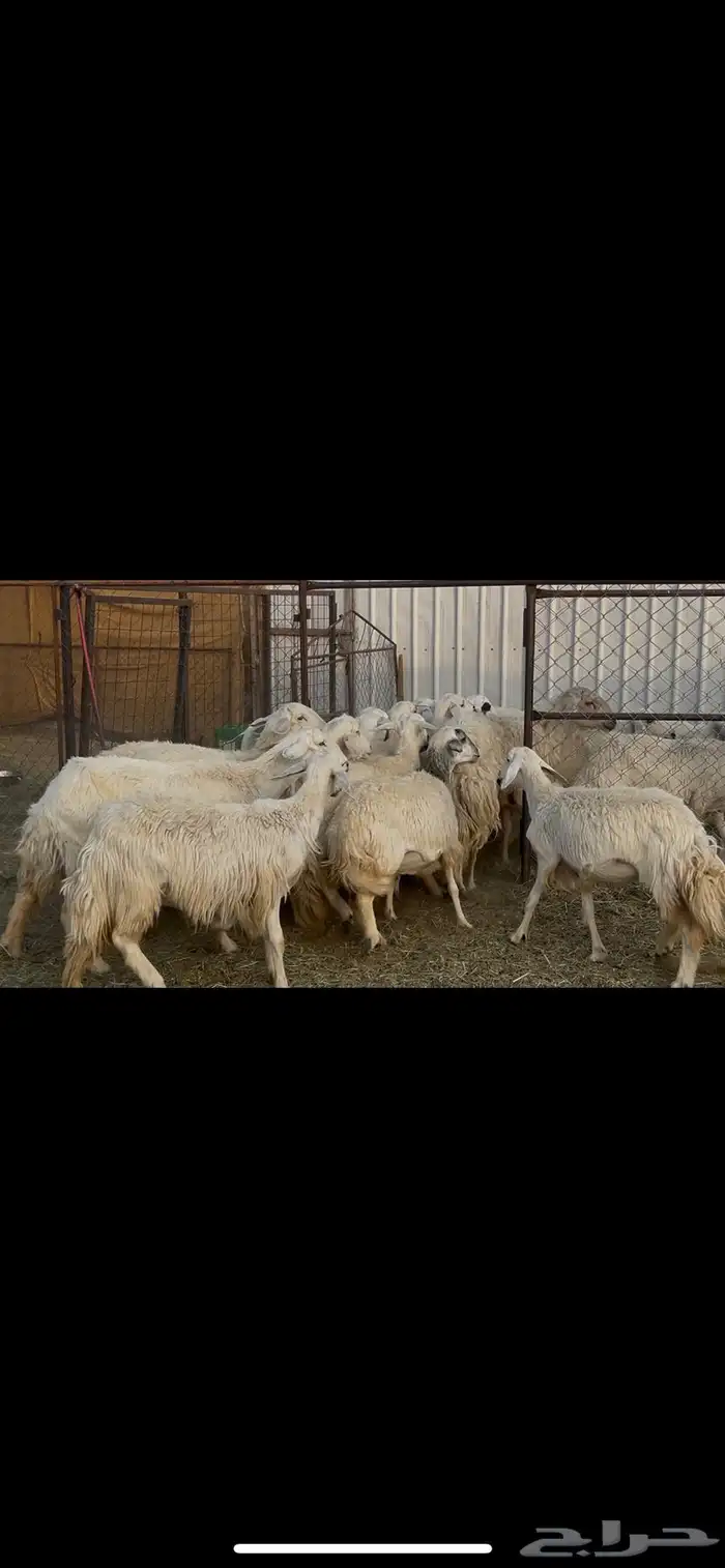 ضان حرش دفيع 6
