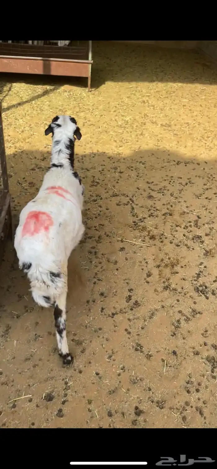 خروف 1