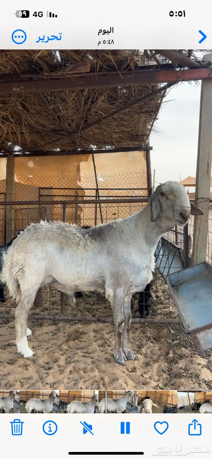 فحل هجين حري وسواكني 8