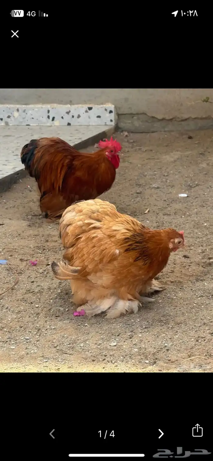 دجاج كوشن 0