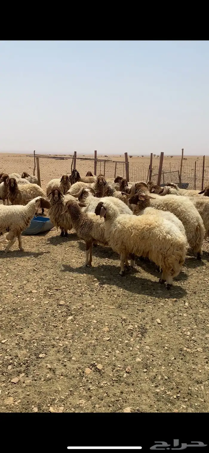 للبيع غنم نعيم 0