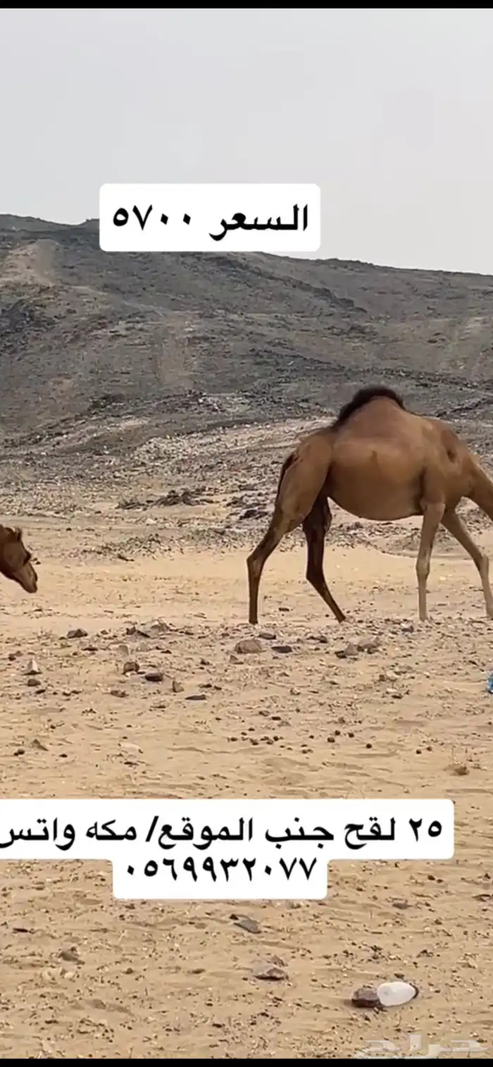 ابل نياق سواحل(( تم البيع )) 15