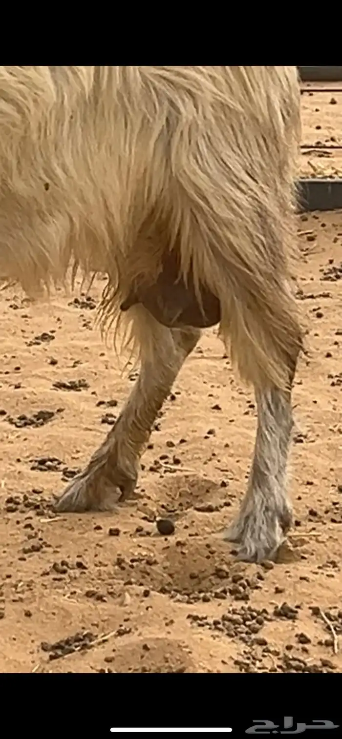 معزا حليب مشاريك ديوسها طيبه 2