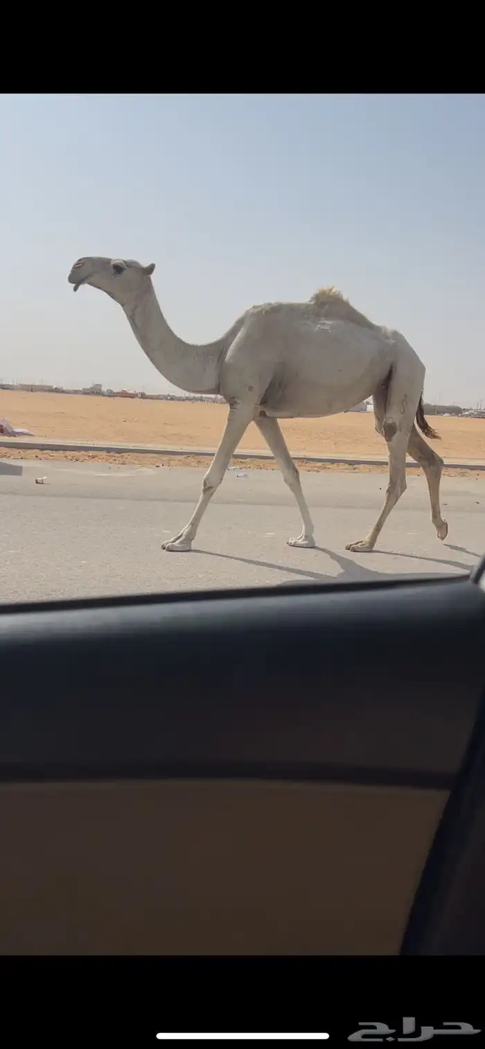 جذعه وضحا طيبه 3
