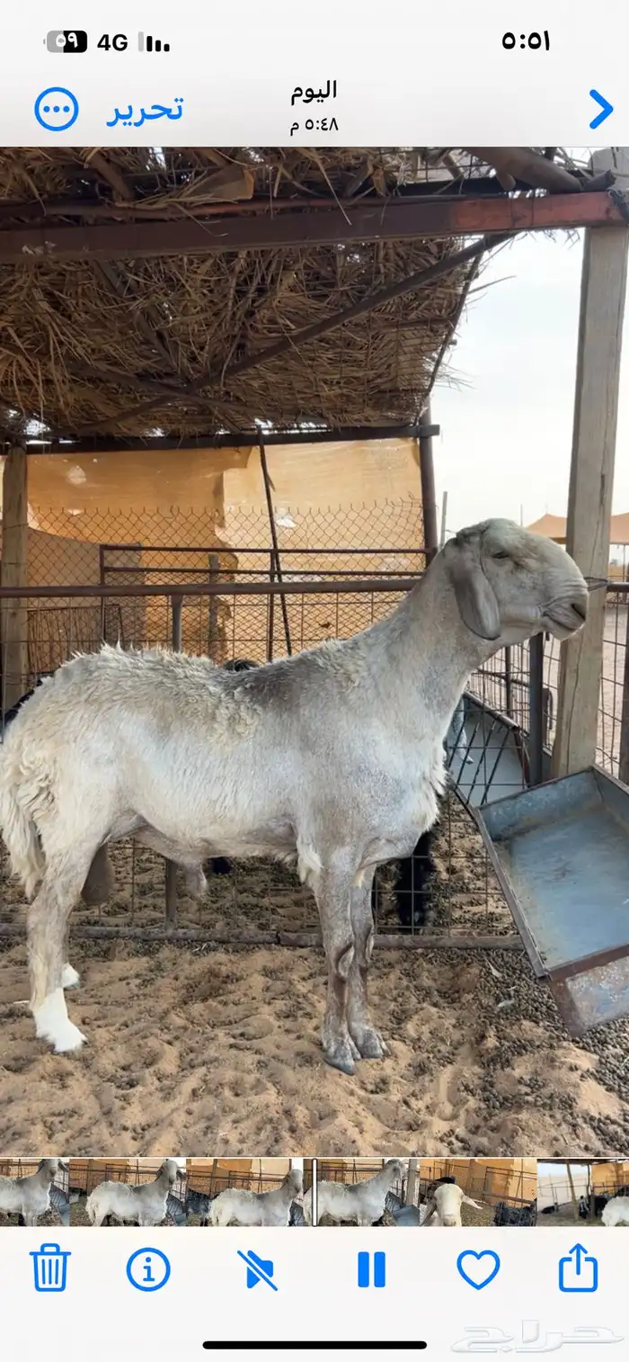 فحل هجين حري وسواكني 6