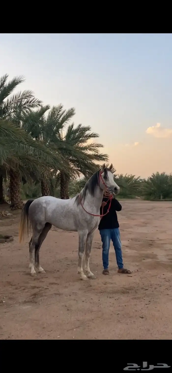 حصان شييخ للبيع 1