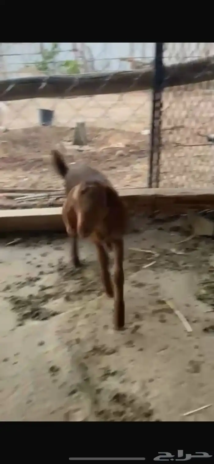 فحل ادهم السن ثني 6