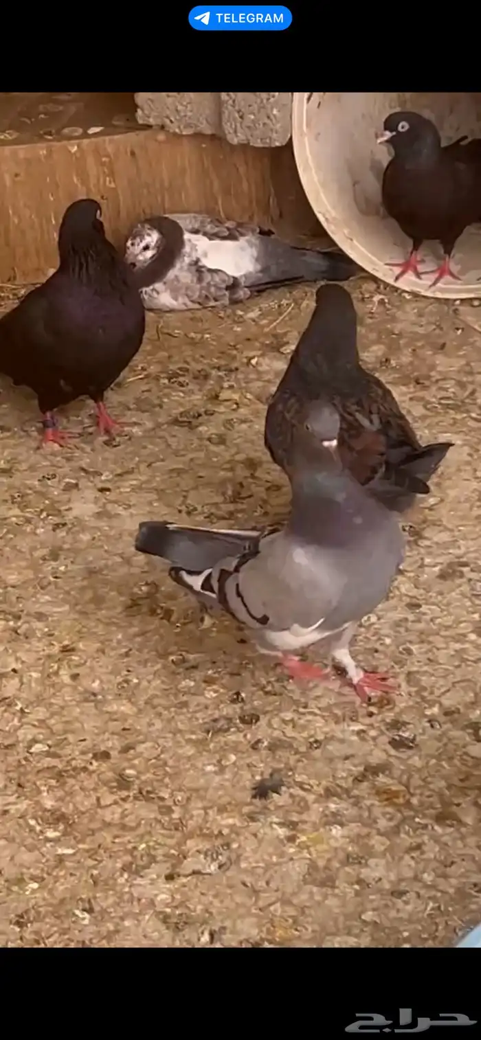 حمام كنق وقطايف وهندي للبيع 0