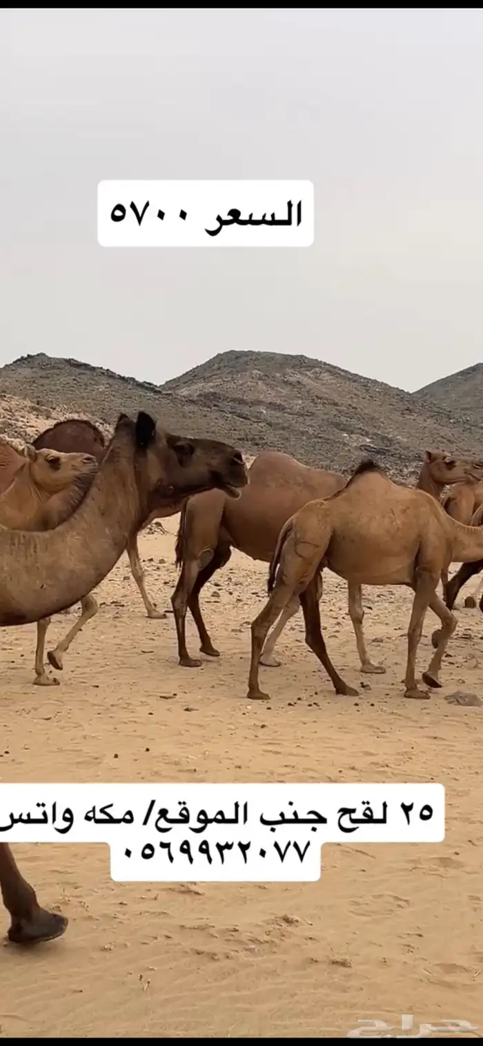 ابل نياق سواحل(( تم البيع )) 18
