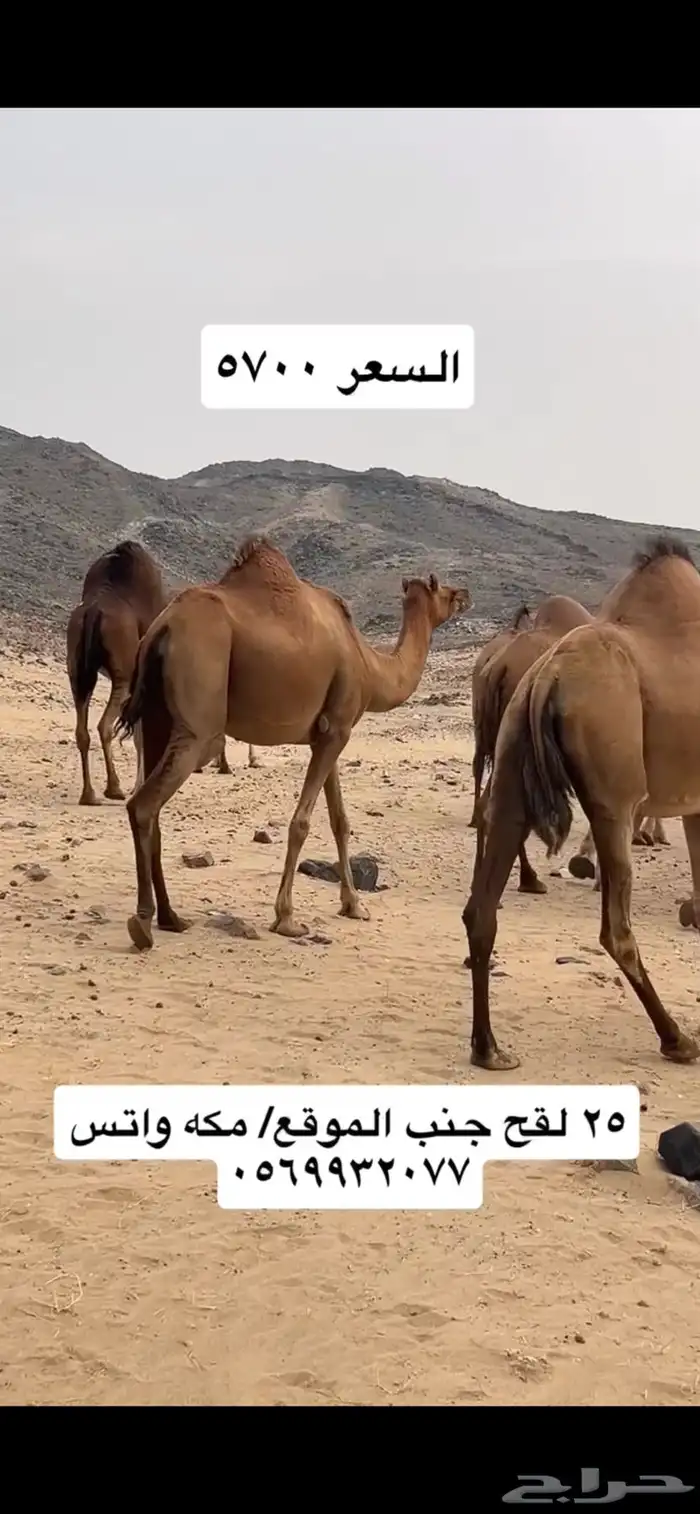 ابل نياق سواحل(( تم البيع )) 2