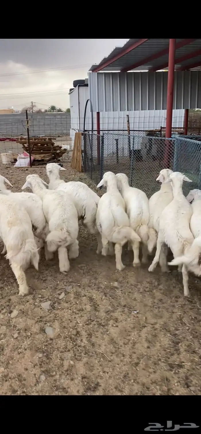 طليان 0