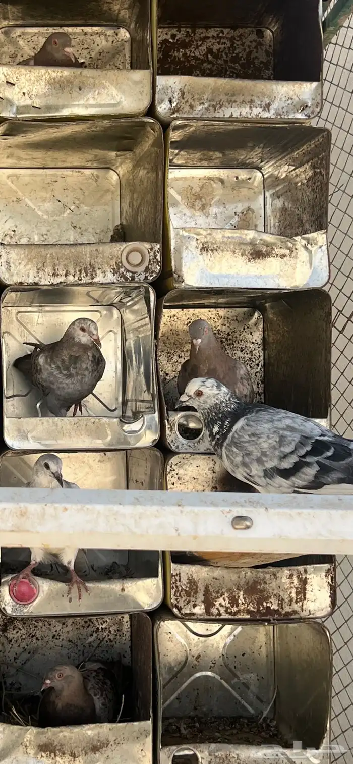 حمام مصري وفرنسي 2