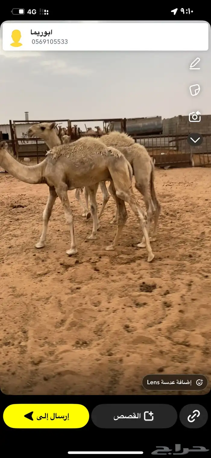قعدان العدد 3 طيبه تربيه 0
