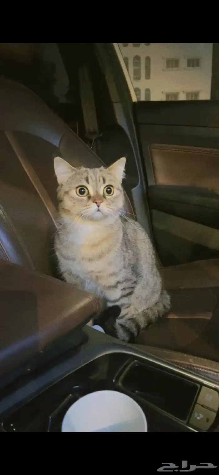 قط للبيع هجين هملايا وسكوتش 2