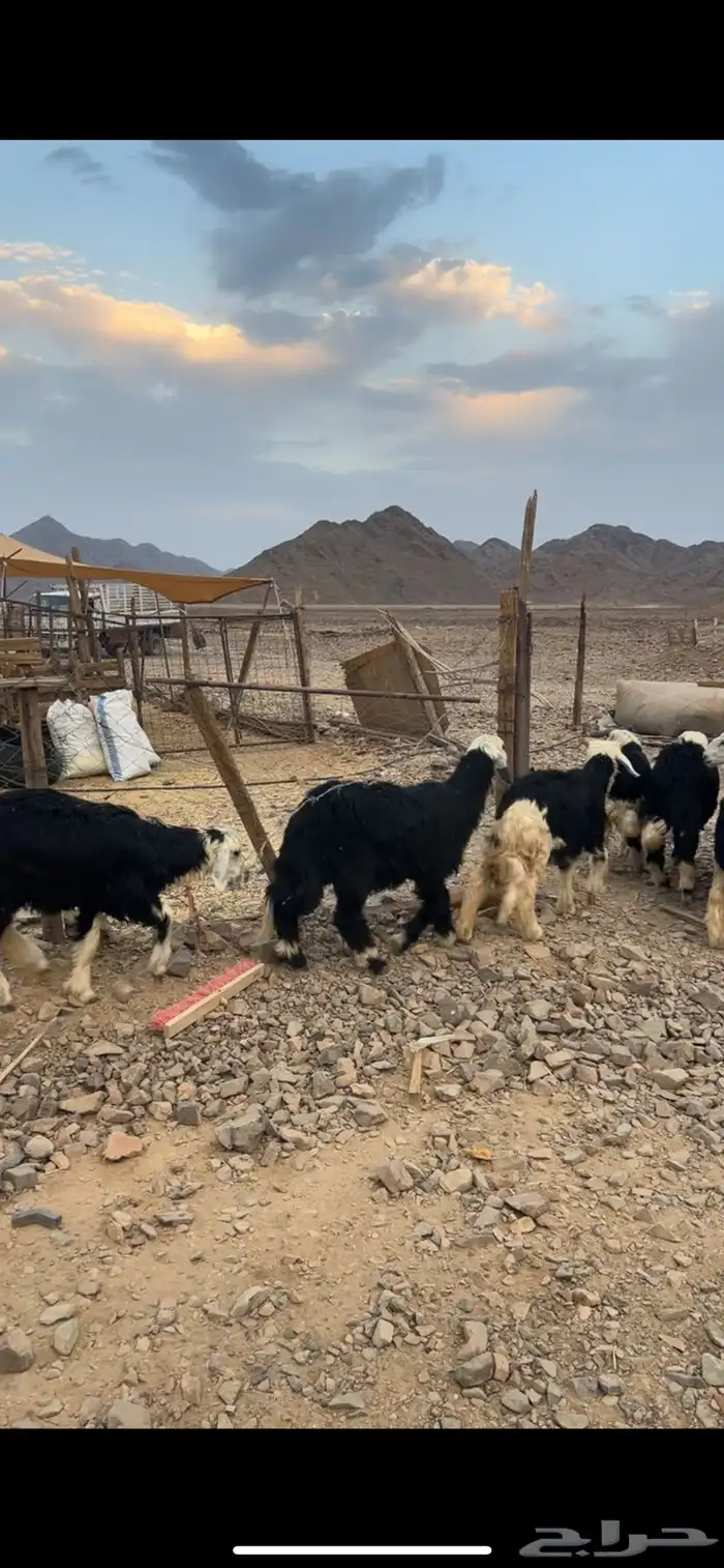 رخال نجد جذعات جروم ( تم البيع) دف 31