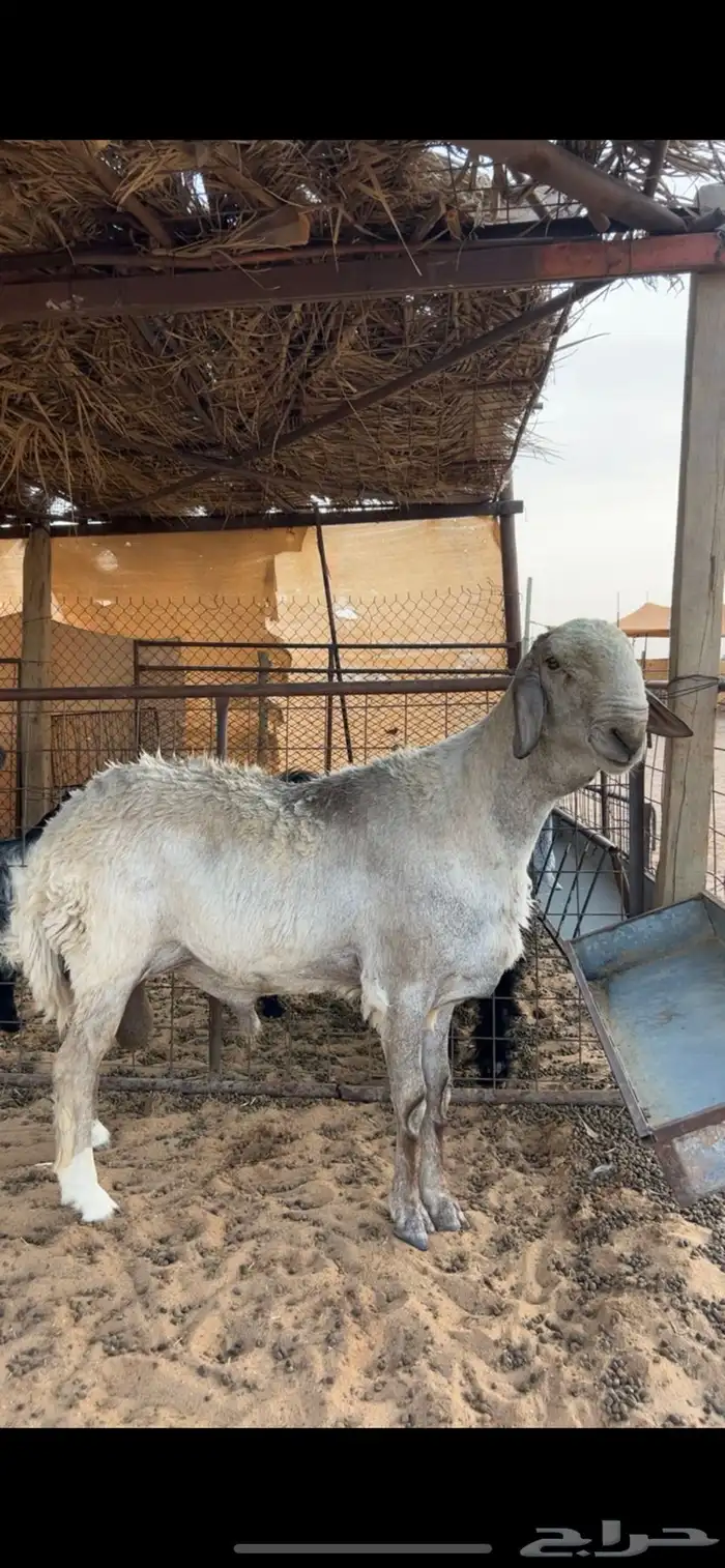 فحل هجين حري وسواكني 7