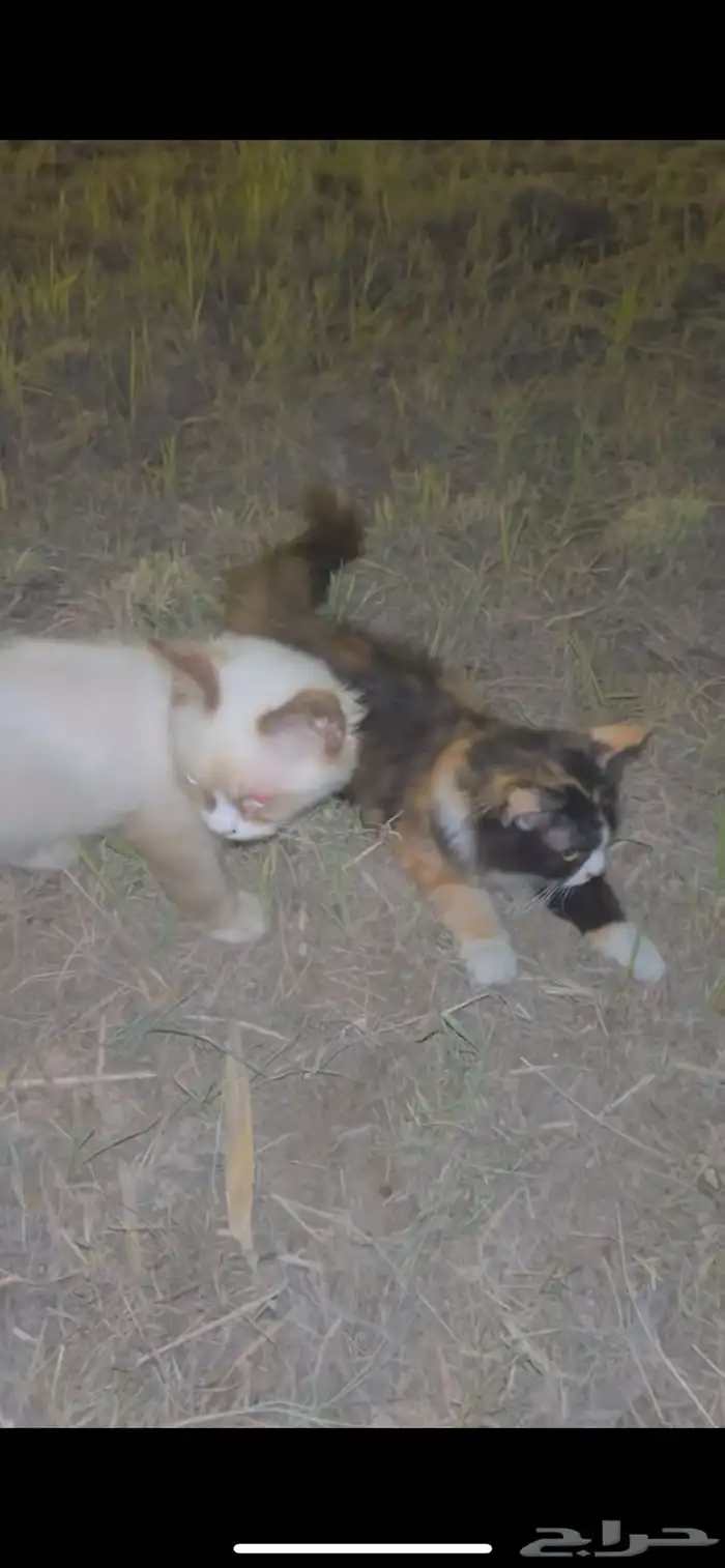 قطط للبيع أليفين جدا النوع سيامي ميكس 1