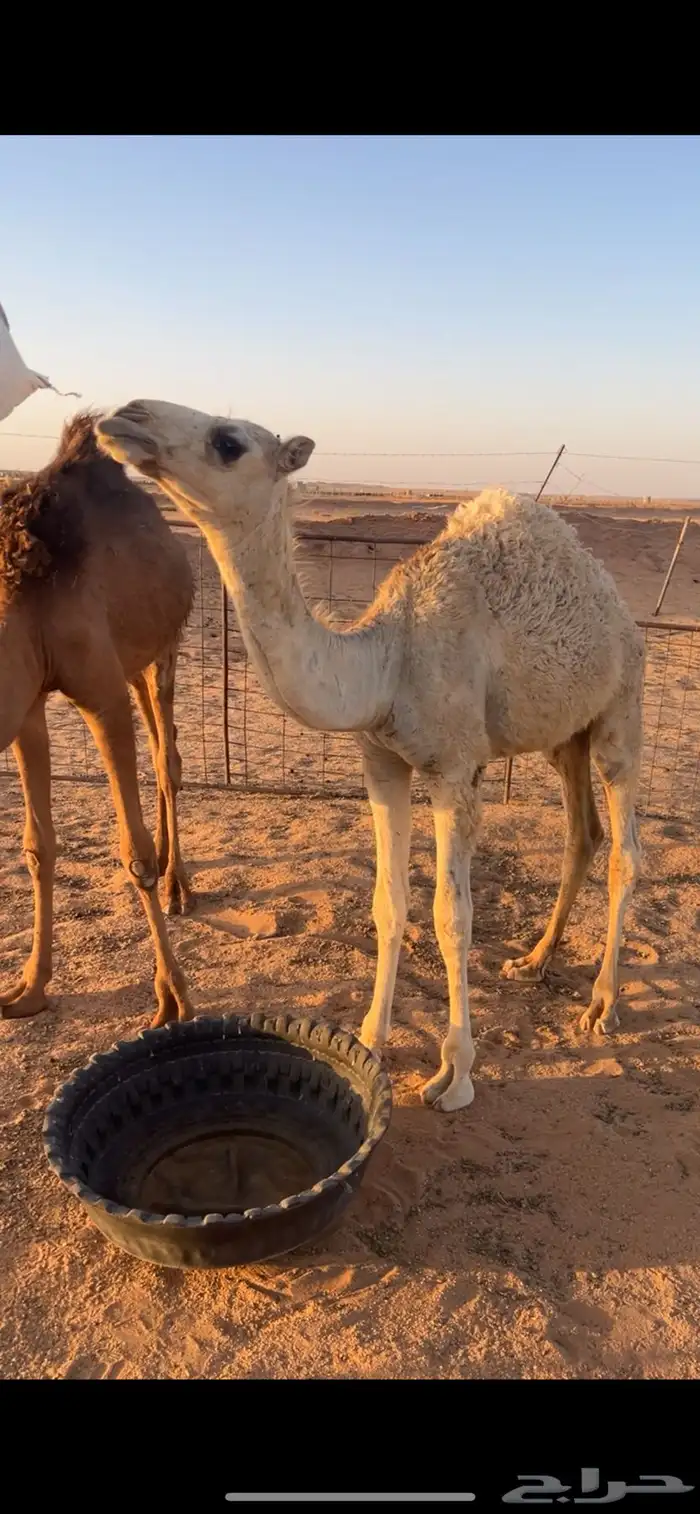 للبيع قعود لباني 0