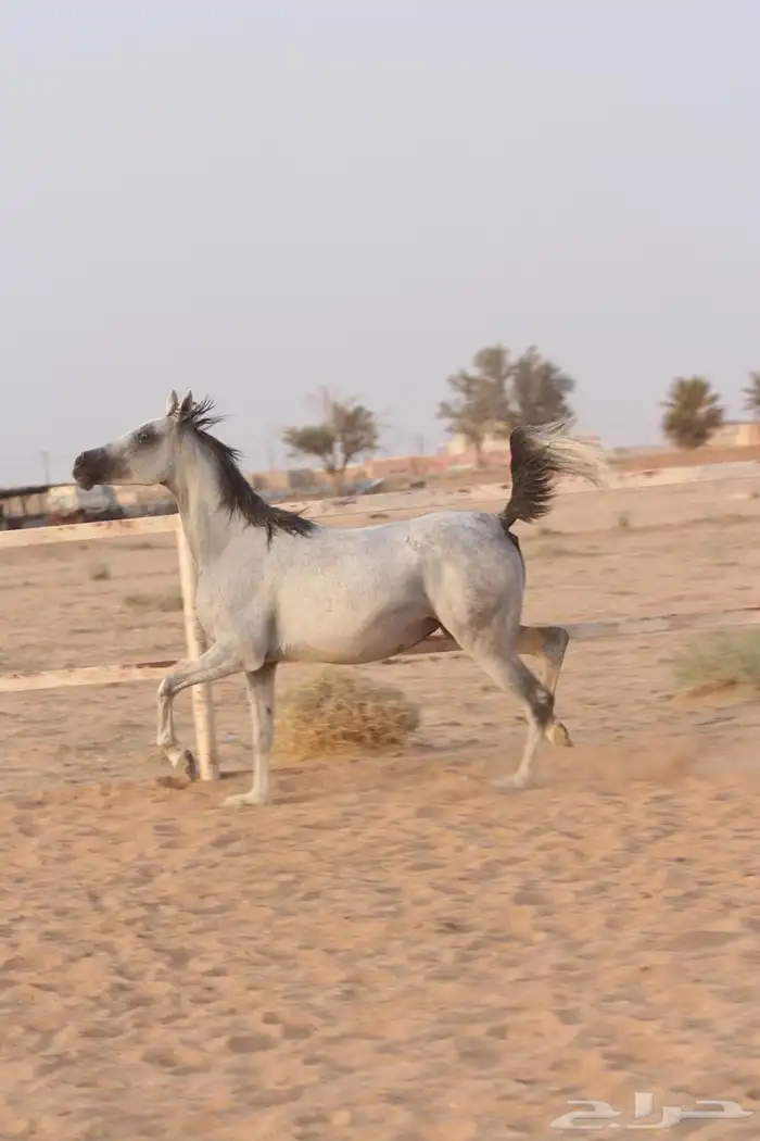 للبيع فرس صغيره ولقاح ثقيل باقي عليها كم يوم وتفلي 1