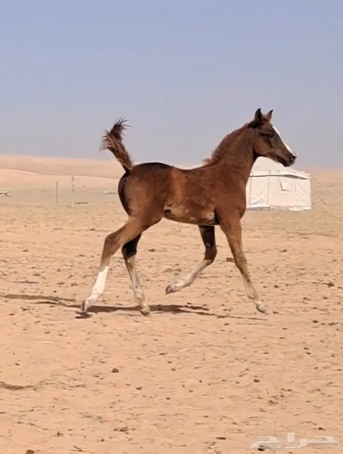 البيع مهر عربي مع البل 3