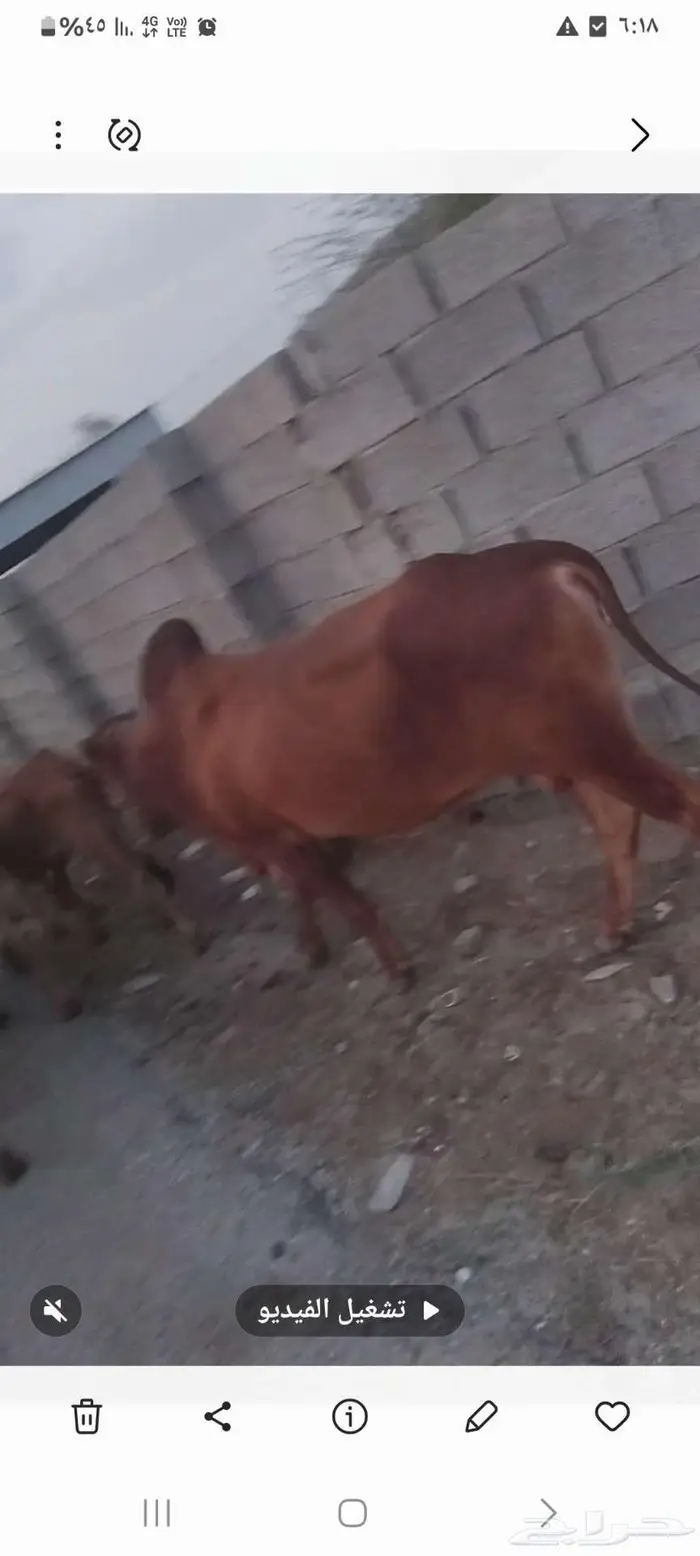 عسير ابها المجارده 0