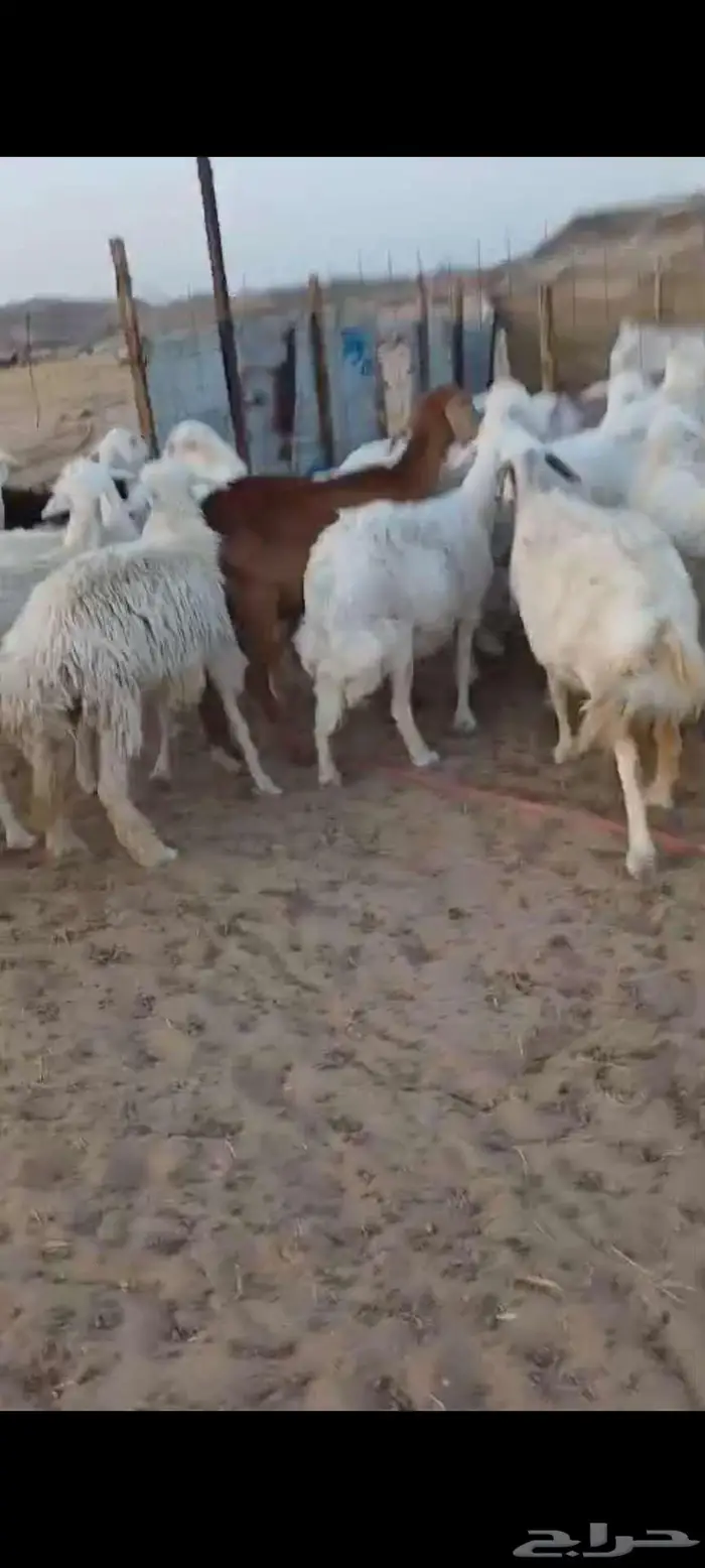 ضان دفيع وضريع وخلفات ورخال ثنايا 2