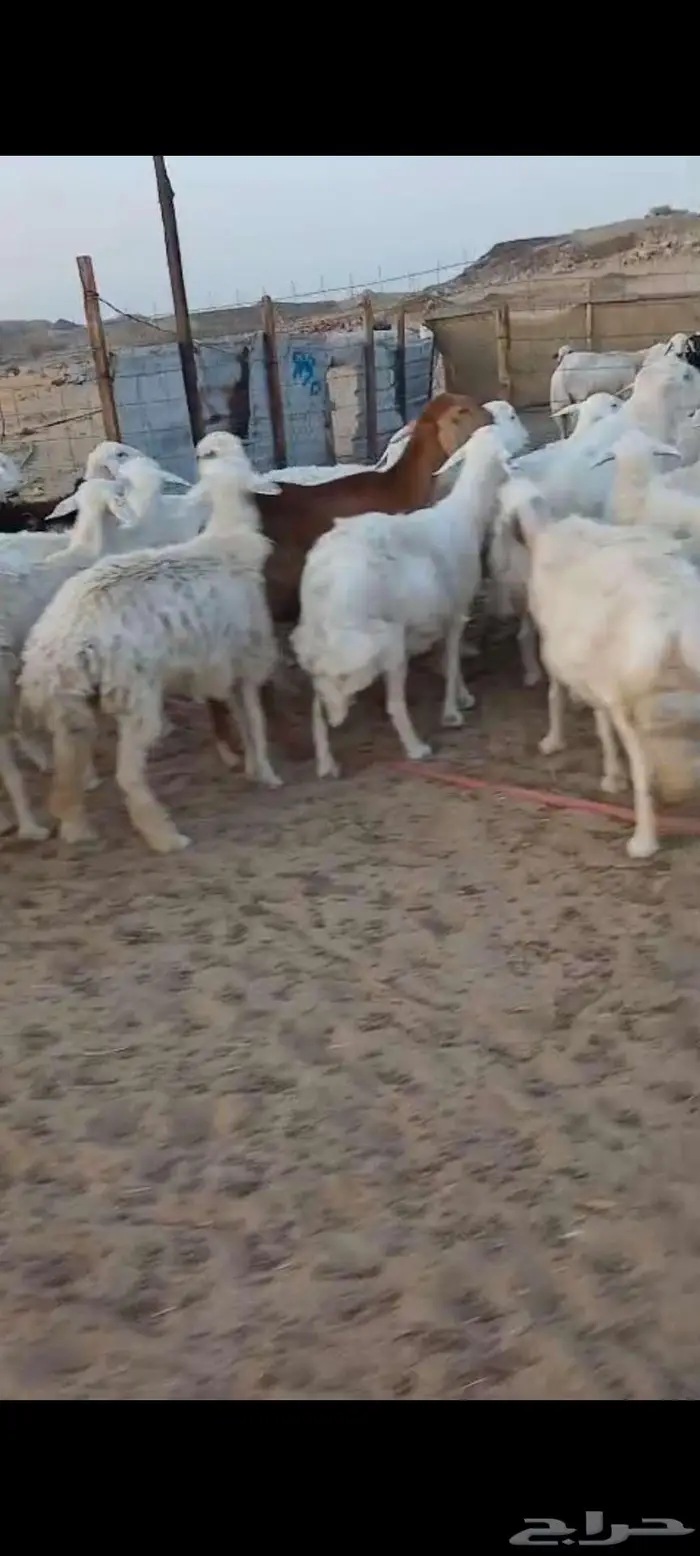 ضان دفيع وضريع وخلفات ورخال ثنايا 5