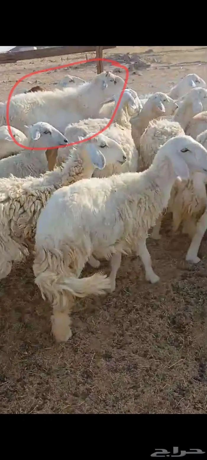 ضان دفيع وضريع وخلفات ورخال ثنايا 4