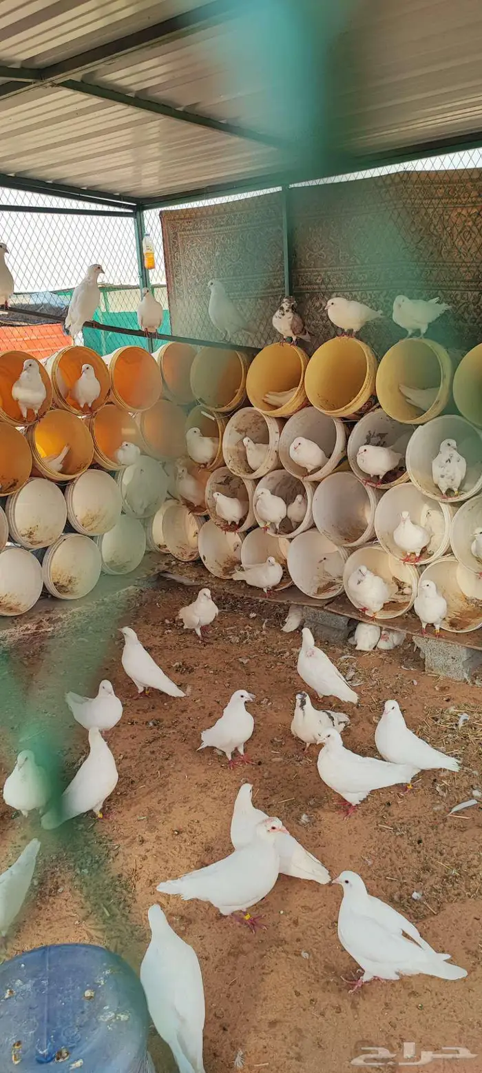 حمام فرنسي سوبر سوبر جامبو 6