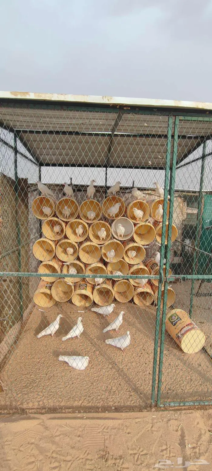 حمام فرنسي سوبر سوبر جامبو 5