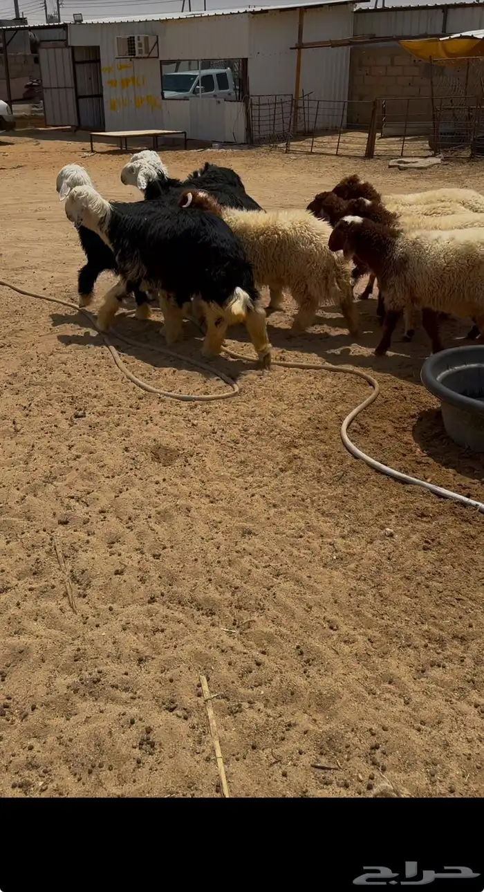 خرفان للبيع 7