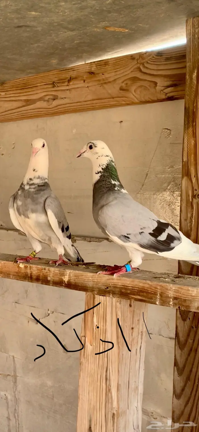 زاجل للبيع الاحساء 0