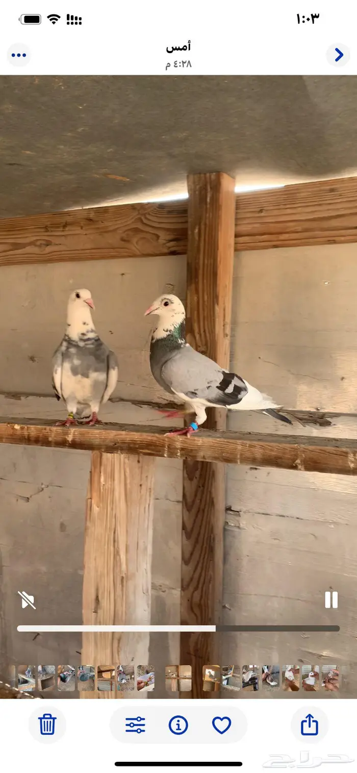 زاجل للبيع الاحساء 3