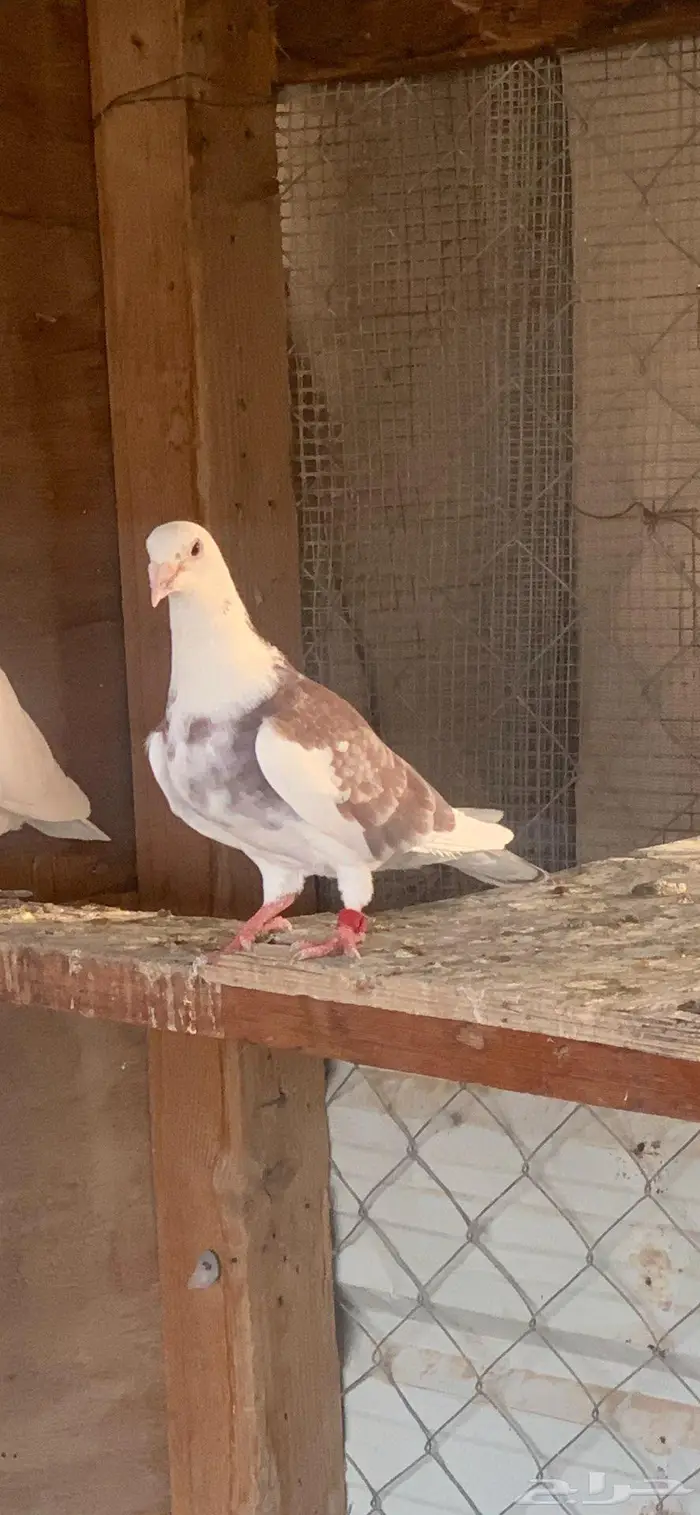 زاجل للبيع الاحساء 4