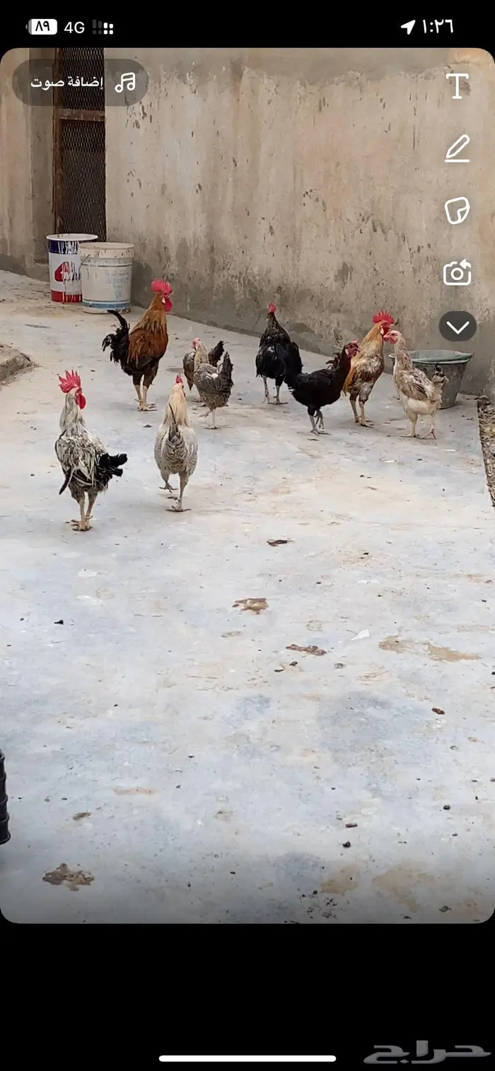 دجاج بلدي 0