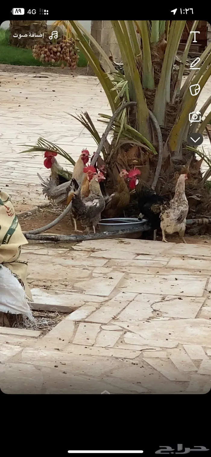 دجاج بلدي 1