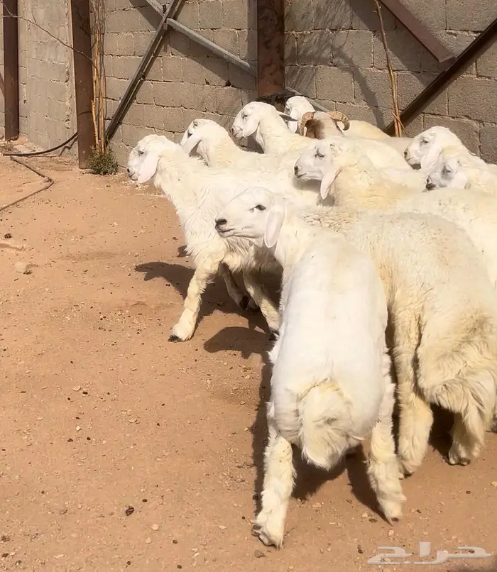 طليان حريه بريه على الشرط 1